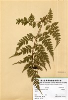 藏品(大膜蓋蕨)的圖片